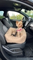 Bild 9 von Animood Hundeautositz Julian  / (Farbe) Beige