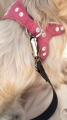 Bild 10 von Animood Hundeautositz Julian  / (Farbe) Beige